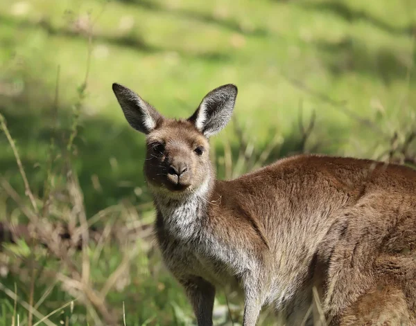 Leuke Wilde Jonge Kangoeroe Close Dierenportret Australische Dieren Het Wild — Stockfoto