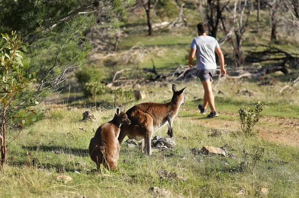 Twee Schattige Wilde Kangoeroes Staan Kijken Naar Wandelende Man Een — Stockfoto