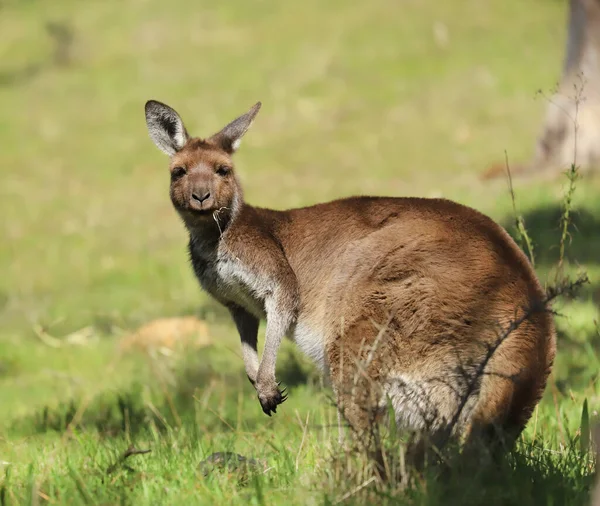 Schattig Jong Kangoeroe Grazen Close Dierenportret Australische Dieren Het Wild — Stockfoto