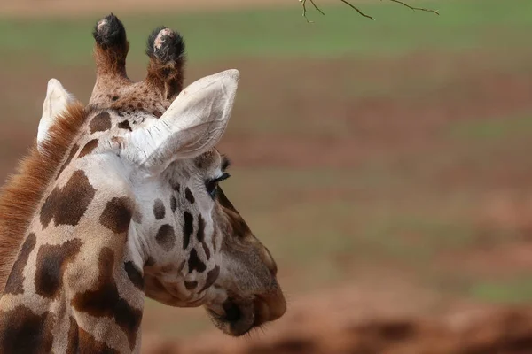 Closeup of the head of a giraffe from the back