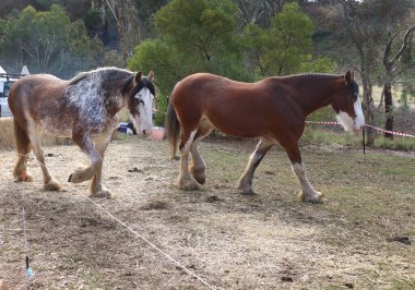 Çiftlikte iki kahverengi güçlü at, güzel hayvanlar, çiftlik hayatı.