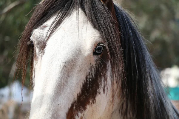 Head of brown and white horse head with unusual blue eye, close up, looking to camera