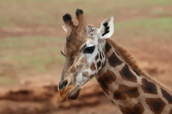 Gros Plan Tête Une Girafe Animal Mignon Portrait Animal — Photo