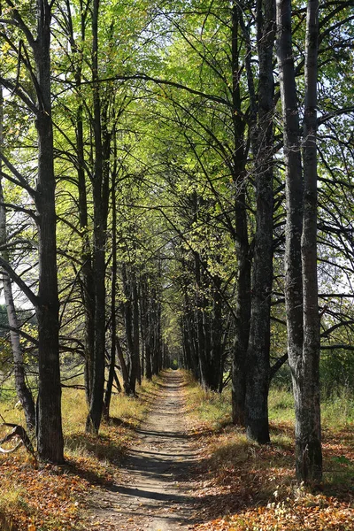 Alley of autumn trees, a path going into the distance among the trees, high straight trunks, vertical