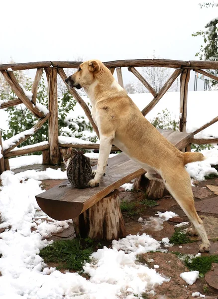 A large dog and a small grey-white cat are watching from the wooden bench and snow, a symbol of care and friendship of two pets