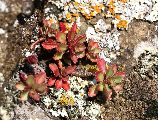 Red Green Plant Stones Covered Moss Close — Stock Fotó