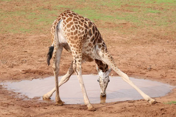 Een Giraffe Drinkt Water Uit Een Plas Buigt Voorover Spreidt — Stockfoto