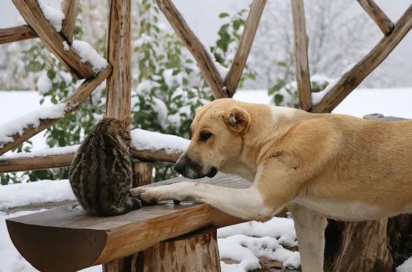A large dog and a small grey-white cat are watching to each other sitting on the wooden bench and snow, a symbol of care and friendship