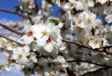 Almond tree branch with white flowers close up