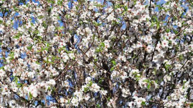 Branches of an almond tree with white flowers against a blue sky, an interesting background