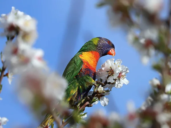 Bright Multi Colored Lorikeet Parrot Sits Branch Almond Tree White — Stock Photo, Image