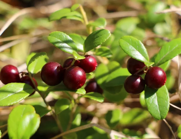 Red Wild Ripe Cranberry Green Natural Background Forest Close View — Foto Stock