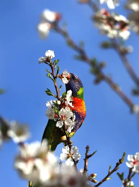 A bright multi-coloured lorikeet parrot sits on a branch of an almond tree with white flowers and eats from the flower against a blue sky