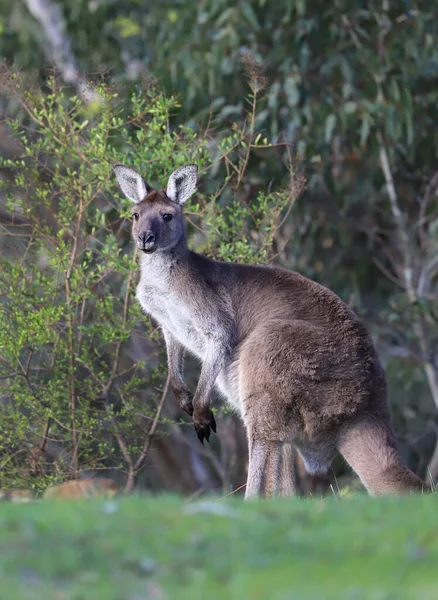 Cute Wild Kangaroo Standing Forest Trees Australian Wildlife — Fotografia de Stock