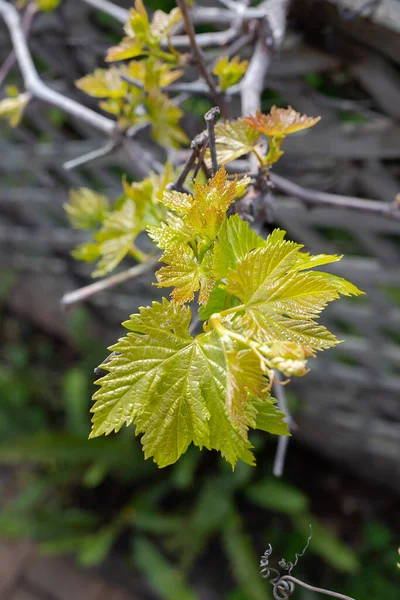 The first green leaves bloom on a grape branch, a symbol of spring, close-up, focus on the leaves, close up, vertical picture