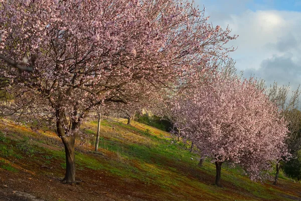 Landscape Blooming Pink Cherry Trees Flowers Sakura Blooming City Garden — Stock Photo, Image