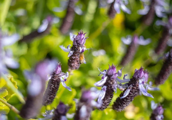Пчела Сидит Фиолетовом Цветке Подбирает Нектар Зеленый Фон Крупный План — стоковое фото