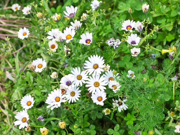 緑の芝生の上の白い草原の花 夏のシンボル クローズアップ — ストック写真