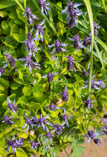 Purple flower, Coleus canina Scaredy Cat, green background, close-up, vertical picture