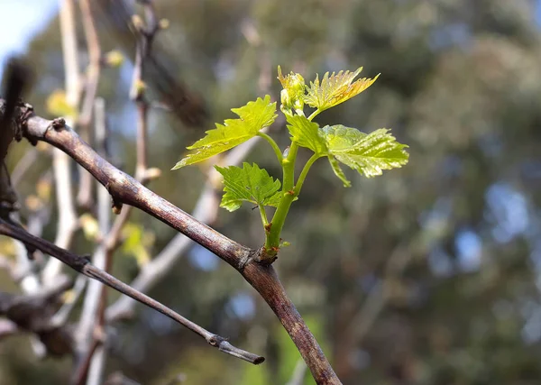 Pierwsze Zielone Liście Kwitną Gałęzi Winogron Symbol Wiosny Zbliżenie Skupić — Zdjęcie stockowe