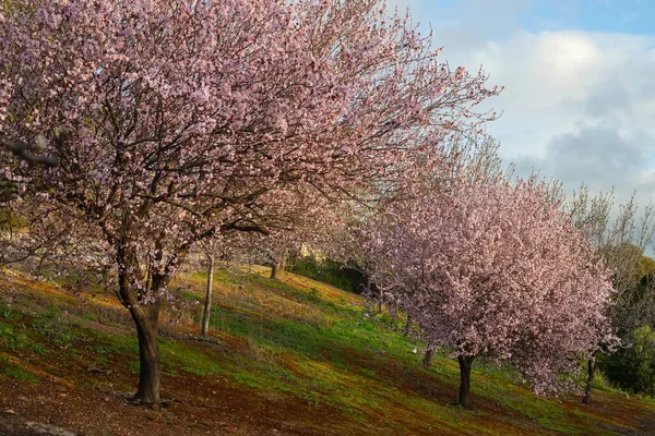 Landscape Blooming Pink Cherry Trees Flowers Sakura Blooming City Garden — Stock Photo, Image