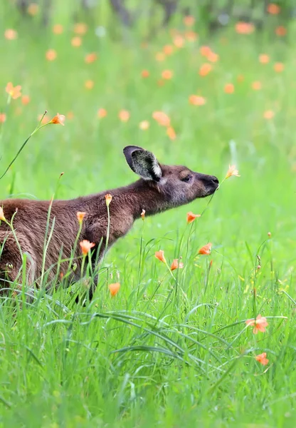 Cute Wild Kangaroo Stands Flowers Green Meadow Background Smelling Flower — Stock Photo, Image