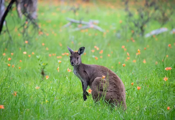 Leuke Wilde Kangoeroe Grazen Het Groene Gras Weide Met Bloemen — Stockfoto
