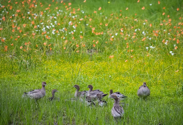 Una Familia Patos Salvajes Camina Prado Flores Verdes Entre Flores — Foto de Stock