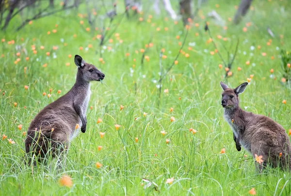 Twee Schattige Wilde Kangoeroes Grazen Het Groene Gras Weide Met — Stockfoto