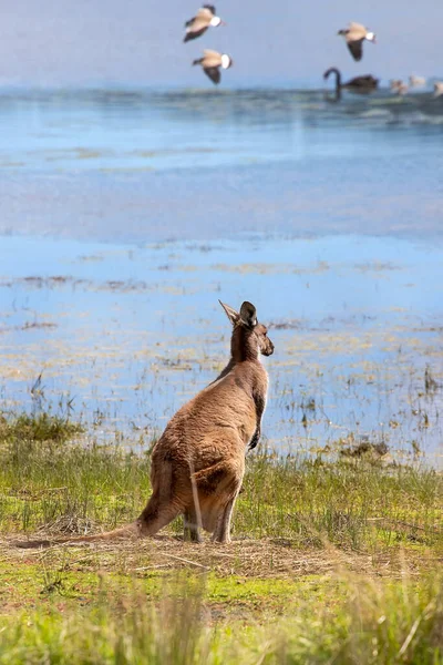 Kangoeroe Staat Aan Oever Van Het Meer Vogels Achtergrond Het — Stockfoto