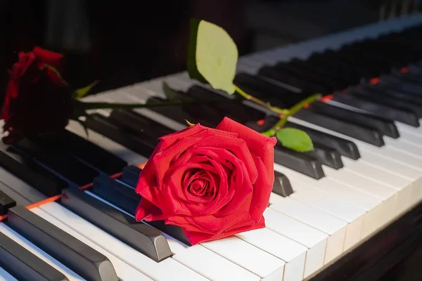 Una Rosa Roja Brillante Miente Teclado Blanco Negro Del Piano Imagen de stock