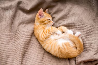 Yatakta yatan sevimli kızıl kedi. Yumuşak evcil hayvan merakla bakıyor. Sokak kedisi yatakta uyuyor. Yüksek kalite fotoğraf