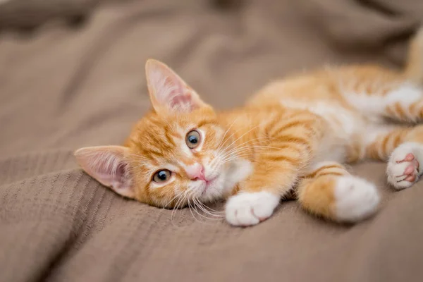 Carino Gatto Zenzero Sdraiato Letto Fluffy Pet Sta Guardando Curiosamente — Foto Stock