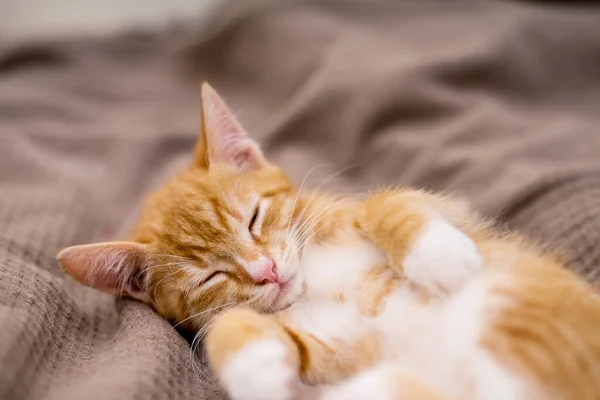 Niedliche Ingwerkatze Liegt Bett Flauschiges Haustier Starrt Neugierig Streunende Kätzchen — Stockfoto