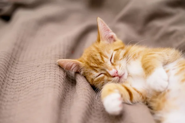 Niedliche Ingwerkatze Liegt Bett Flauschiges Haustier Starrt Neugierig Streunende Kätzchen — Stockfoto