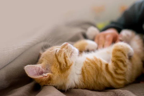 Niedliche Ingwerkatze Liegt Bett Flauschiges Haustier Starrt Neugierig Streunende Kätzchen — Stockfoto