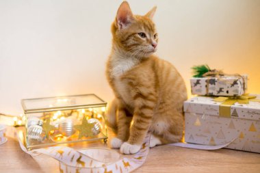 Yeni yıl, altın elmaslı Noel kedisi ve ışıklar boyanmış ve çelenk