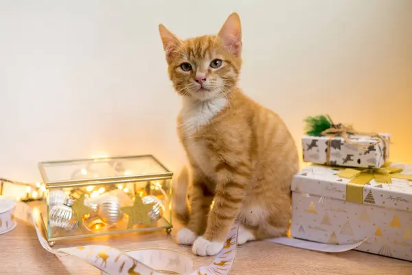 Ano Novo, gato de Natal em fifts dourados e luzes boken e guirlanda — Fotografia de Stock