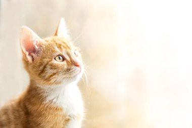 Kızıl tüylü kedi pencerede oturuyor. Yüksek kalite fotoğraf
