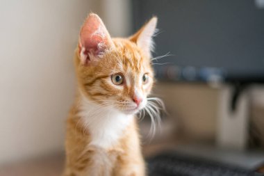 Evden çalışıyorum. Kızıl kedi bilgisayarın altında uyuyor. Yüksek kalite fotoğraf