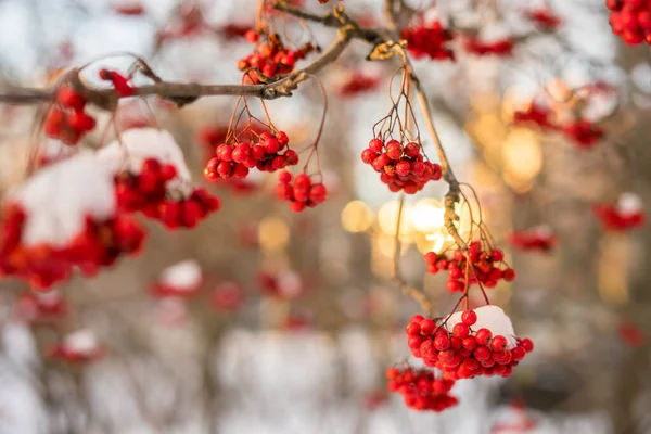 Feixes Vermelhos Viburnum Mato Durante Uma Queda Neve Foto Alta — Fotografia de Stock