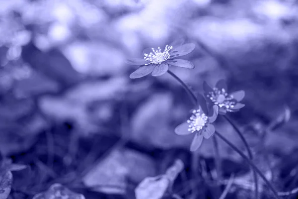 非常に期間 モノクロトーンで植物の葉の上のビューを描画します 抽象的背景概念2022年のマクロの色 選択されたシャープネス 植物の質感 高品質の写真 — ストック写真