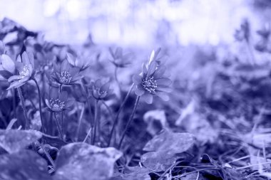 Çok Periyodik. Tek renkli tonlama ile bitkinin yapraklarının üst görüntüsünü çiziyorum. Soyut arka plan kavramı. 2022 Macro 'nun rengi. Seçkin keskinlik. Bitki dokusu. Yüksek kalite fotoğraf