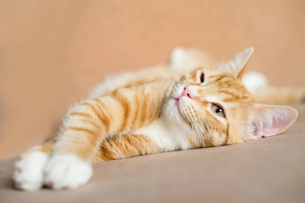 Gatto Dorme Una Posizione Scomoda Gatto Divertente Giace Una Coperta — Foto Stock