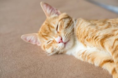 Kedi rahatsız bir pozisyonda uyur. Beyaz bir battaniyenin üzerinde komik bir kedi yatıyor. Bir kedi pençelerini namluya bastırdı. Uzayı metin ve ışık arkaplanı için kopyala. Yatay fotoğraf. Yüksek kalite fotoğraf
