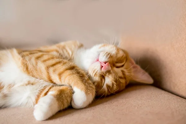 Gatto Dorme Una Posizione Scomoda Gatto Divertente Giace Una Coperta — Foto Stock