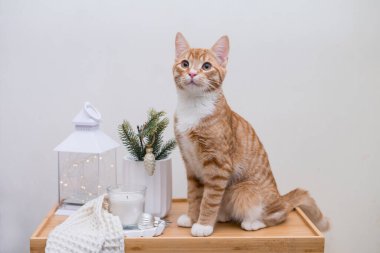 Tatlı zencefilli kedi çiçek saksılarının yanında zamiokulka ve sulu meyvelerle oturuyor. Çiçeklerle dolu rahat bir ev. Yüksek kalite fotoğraf