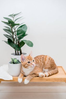 Tatlı zencefilli kedi çiçek saksılarının yanında zamiokulka ve sulu meyvelerle oturuyor. Çiçeklerle dolu rahat bir ev. Yüksek kalite fotoğraf
