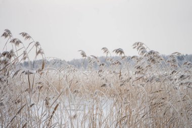 Kış manzarası, ormanda kar. Ormandaki evim. Kardaki patika. - Evet. Yüksek kalite fotoğraf