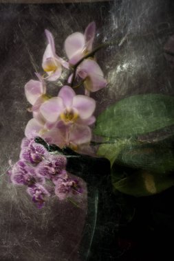 Bulanık Odaklanmamış ve Işık Boyalı Çiçekler Falenopsis